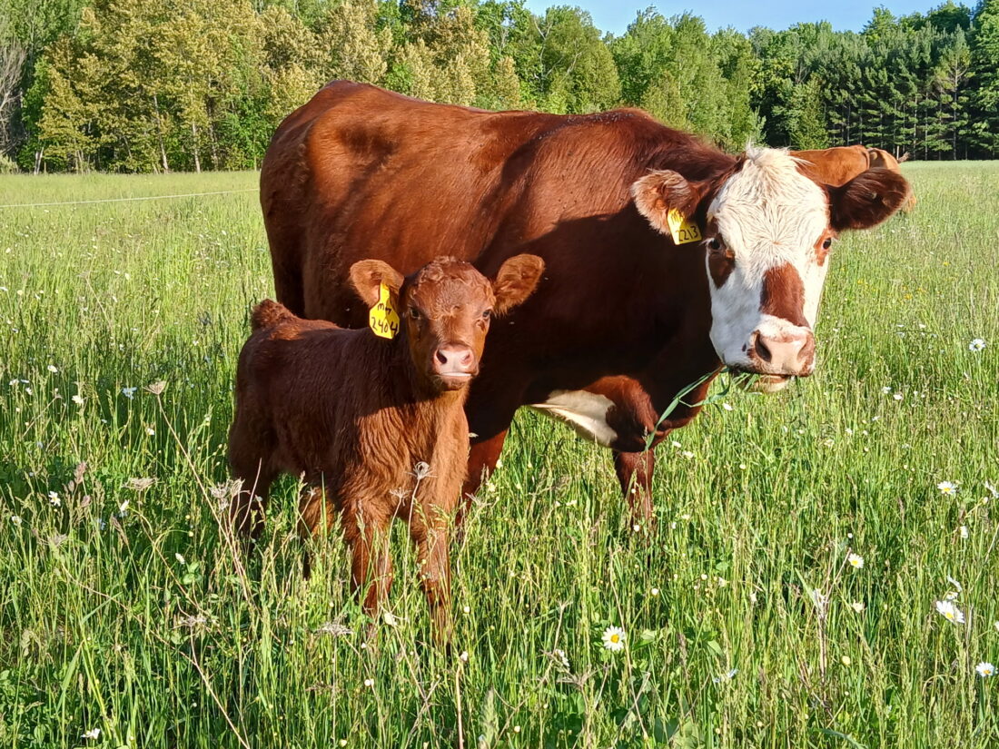 category article image